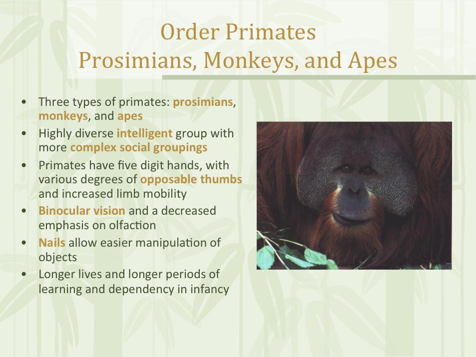 What sets the primates apart from the other mammals?