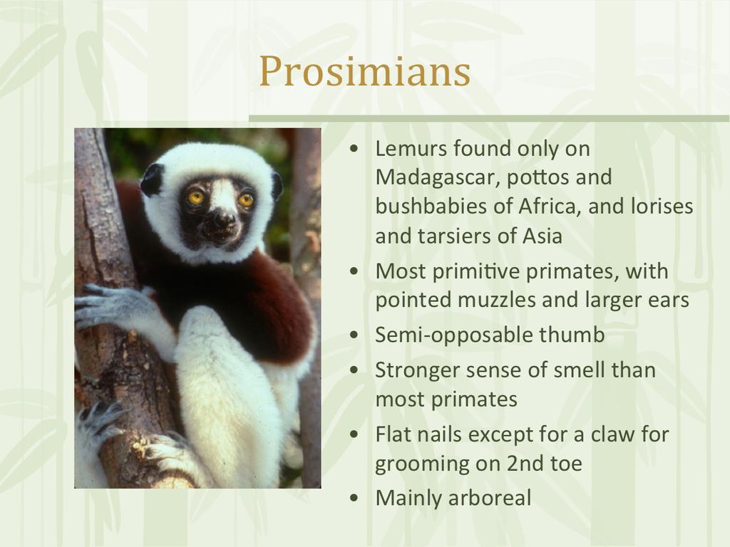 Primates are additionally identified by their nose type and geographical location in two sub-orders, strepsirhini & haplorhini. All strepsirrhines are prosimians or pre monkey or before the monkey.