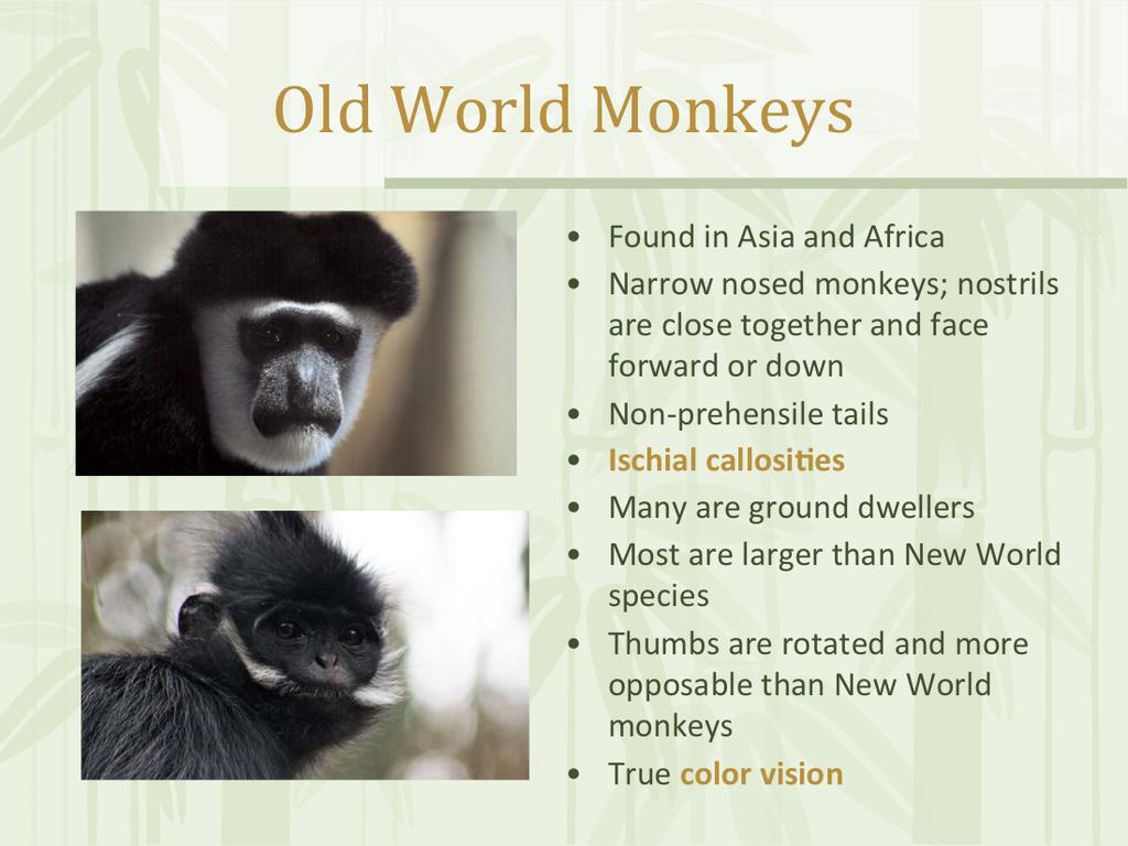 The Old World monkeys live in a wider range of climatic conditions than do any other primate except humans.
