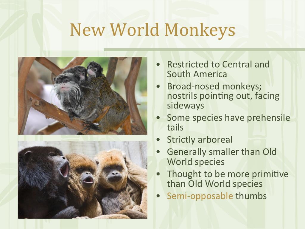 New World monkeys appeared for the first time about 30 million years ago.