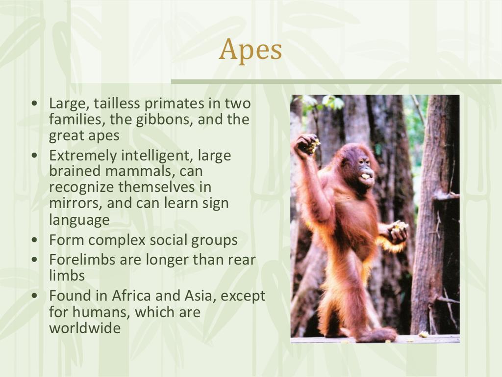 Apes are large, tailless primates. Apes include the gibbons or lesser apes and the greater apes (gorillas, orangutans, chimpanzees, bonobos and humans).