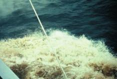 3 - Effect caused by the bow wave of a vessel passing through a treated