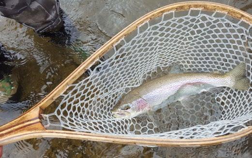 From the log of Day -5 July 23, 2016 Fresh out of camp the fishing was hot for Chum and Pink Salmon near a little creek outflow below camp that we know as KoHa creek.