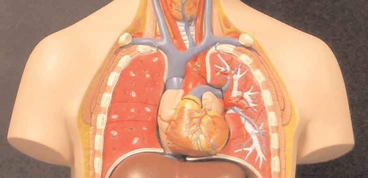 Biology Part 1 The Heart, Lungs and Smoking TEST VERSION 10 of 12 Practical - The lungs consist of millions of small air sacs or alveoli which give the lungs a huge surface area over which gas