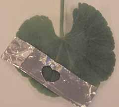 The leaf was then removed from the plant (PHOTO 2) and tested for the presence of starch, as described for a previous question.