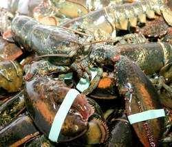 Why does it matter if a lobster is