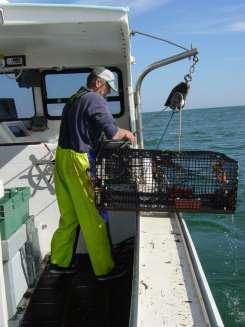 Maine Lobster Industry programs Zone councils Co-management Majority of gear fished in zone Only 49%