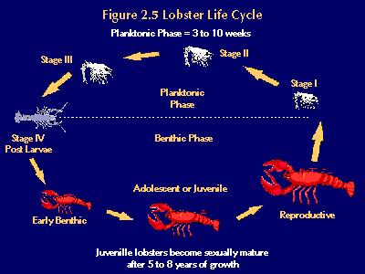 Lobster 2.2 LOBSTER BIOLOGY Several aspects of lobster biology and ecology are considered to be well established and are generally accepted; others are less understood.