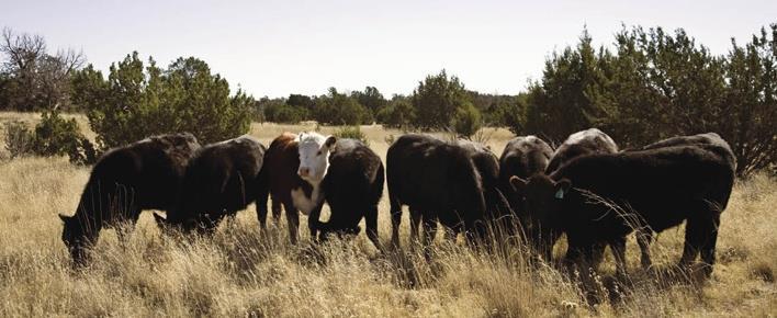 On the drives, the cattle had always grazed on the prairie grasses of Indian Territory. The tribes realized this could make money.