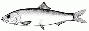 Common Sardine (Strangomera bentincki) Chile Small Pelagic Fishery
