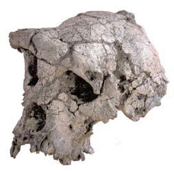 Sahelanthropus tchadensis the ambiguous ape Murdock ancestor of all later hominids this is an important place to be on the family tree.
