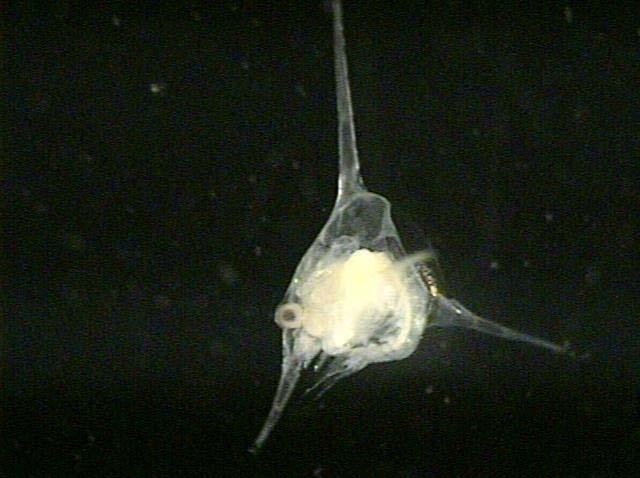 Zooplankton Communities Biggest differences seen between inshore/offshore Driven by meroplanktonic organisms (crab zoea, echinoderms, etc.