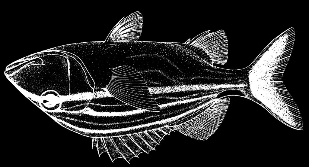 1540 Bony Fishes Haemulon macrostomum Günther, 1859 FAO names: En - Spanish grunt; Fr - Gorette caco; Sp - Ronco caco. HLS its depth 37 to 41% of standard length.