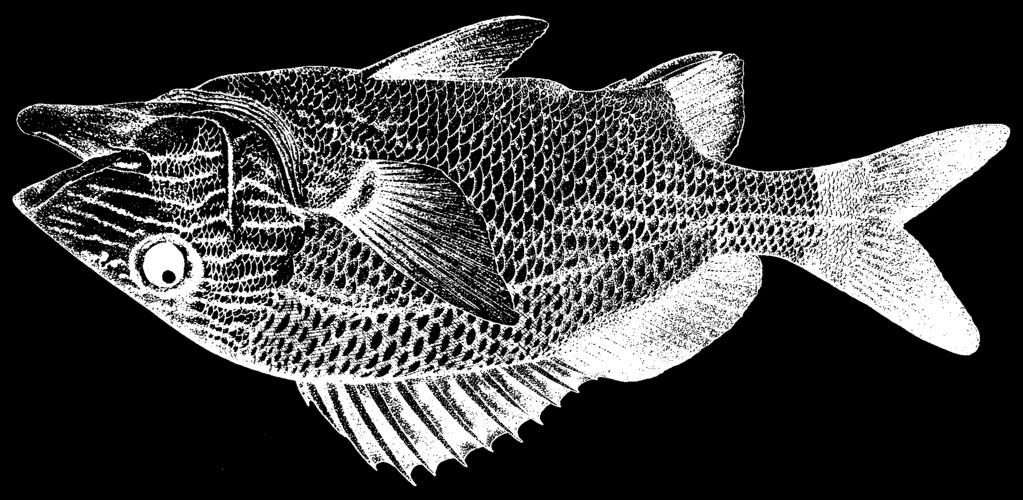 Perciformes: Percoidei: Haemulidae 1543 Haemulon plumierii (Lacepède, 1802) FAO names: En - White grunt; Fr - Gorette blanche; Sp - Ronco margariteno. HLI its depth 37 to 39% of standard length.