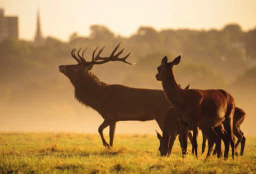 4 Managing the Deer Deer are plant-eating herbivores and are well adapted to Richmond Park.