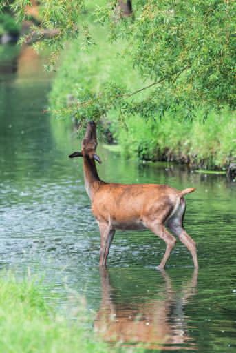5 Richmond Park is unique for its exceptional landscape and wildlife within a