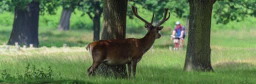 6 Help protect the natural heritage of Richmond Park With some 5.