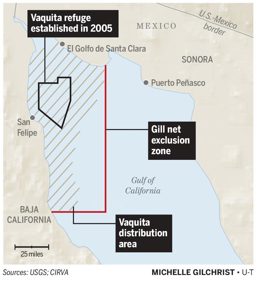 Hot Topic Mexico s new plan to save rare vaquita