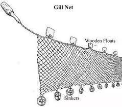 Fishing Gear 101 Gillnets Vertical panels of netting normally set in a straight line Fish caught in 3 ways: (1) wedged held by the mesh around the body (2) gilled held by mesh slipping behind the