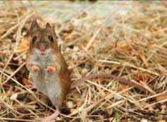 Yellow Necked Mice are generally restricted to southern England