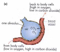 16. When you first breath air in, it is (rich/poor) in oxygen. So the air inside the alveoli is (rich/poor) in oxygen. The blood in the vessels surrounding the alveoli is (rich/poor) in oxygen.