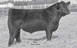 W/C WIDE TRACK 694Y - Progeny of this popular and proven AI sire sell.