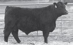 MF Sim-Angus Genetics LLSF RISER A925 - Sons of this Marshall and Fenner herd sire sell.