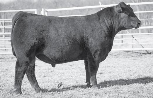 Murphy Cattle Company M CC 68 MCC GOLD STANDARD 553 - This exceptional GCC Gold Standard X615 son sells as Lot 68.