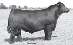 Murphy Cattle Company MCC AMERICAN OUTLAW 5133 CM - He sells as Lot 74.