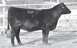 6 1/2 Simmental - 1/2 Angus A big, stout, high performance Uproar sun who offers lots of bone, muscle, and extra rib shape.