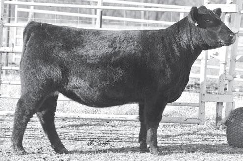 MCC - Fall Bred Heifers M CC 102 Birth Date: 5-2-2015 Cow Reg.No.Pdg. Tattoo: 540 #SAV Brilliance 8077 #+SAV Bismarck 5682 [RDF] S D PVF Insight 0129 SAV Blackcap May 5270 +70.80 +25.