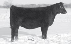 51 that combines the popular and proven all-around performance sire SAV Platinum 0010 with a direct daughter of the great Pathfinder Dam SAV Elba 4436.