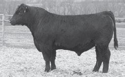 Marshall & Fenner Farms 1 MF TEN X C388 - This leadoff Lot 1 bull is the first of 8 direct sons of SAV Elba 4436.