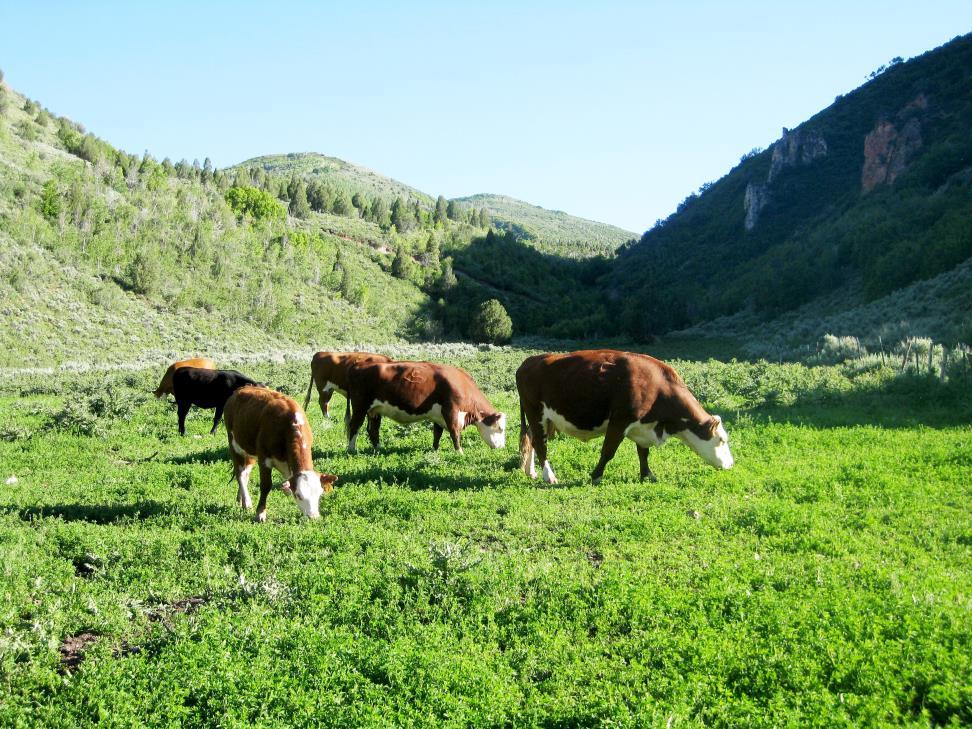 LIVESTOCK GRAZING The ranch is almost entirely perimeter fenced, and also has miles of