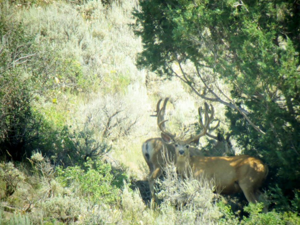 WILDLIFE & HUNTING Paradise Canyon Ranch is a big game hunter s paradise, offering some of the best private Elk and Mule Deer hunting in the entire state, along with Moose and Cougar.