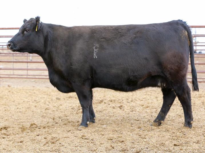 Buyers Choice Right to Flush Target Daughters Lot 18A BAR CK MS 3016A 6025D Of the Top 15 API SimAngus Females in the database, 11 were bred by BAR CK three of them are Target daughters, and we are