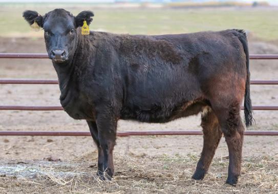 Daughters of the 200 API sire, BAR CK Target 3016A Target Daughters BAR CK Target 3016A is one of 3 bulls that exists in the 200 API range, and since ASA s release of BOLT, Target has occupied each