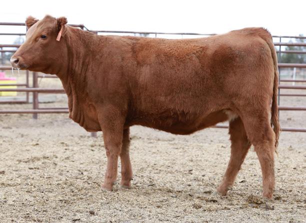 ...TakeBack Daughters Lot 26 - BAR CK MS 4856B 7244E The F1 Red SimAngus bulls sired by TakeBack have been some of the most popular we ve ever produced, due in large part to their combination of