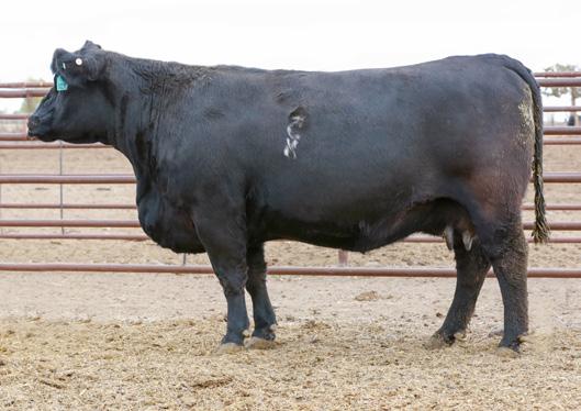MS B1206Y 4115B Beautiful uddered 4-yr-old with 9 Traits in the top 25% of the SimAngus population. Lot 28 - BAR CK MS B1206Y 4115B Lot 29 API: $ 159 / 3% TI: $ 80 / 10% 13.7 0.0 59 0.23 95 19 9.