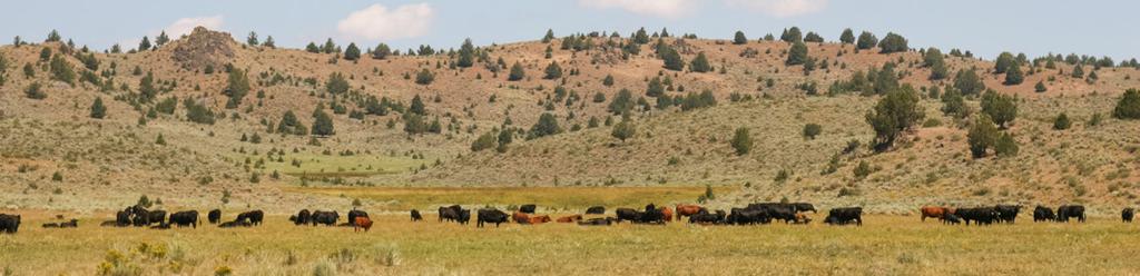 But that's how we made room for their daughters - the sisters of the bulls we built annually for cow/calf producers.