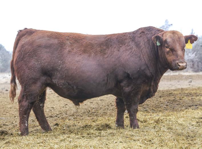 Northstar B180 Perhaps the best Purebred Red Female Lot 6 BAR CK MS 560 298X 6091D Red Angus breeders would have a hard time believing the power of this beautiful daughter of calving ease specialist,