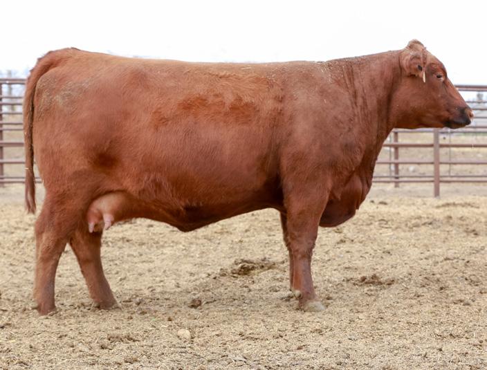 Buyer's Choice B180 daughters by TakeBack Lot 8A BAR CK MS 4856B 6075D This sale will feature some of the best Red SimAngus females in the breed, and these two full sisters are great examples of that.
