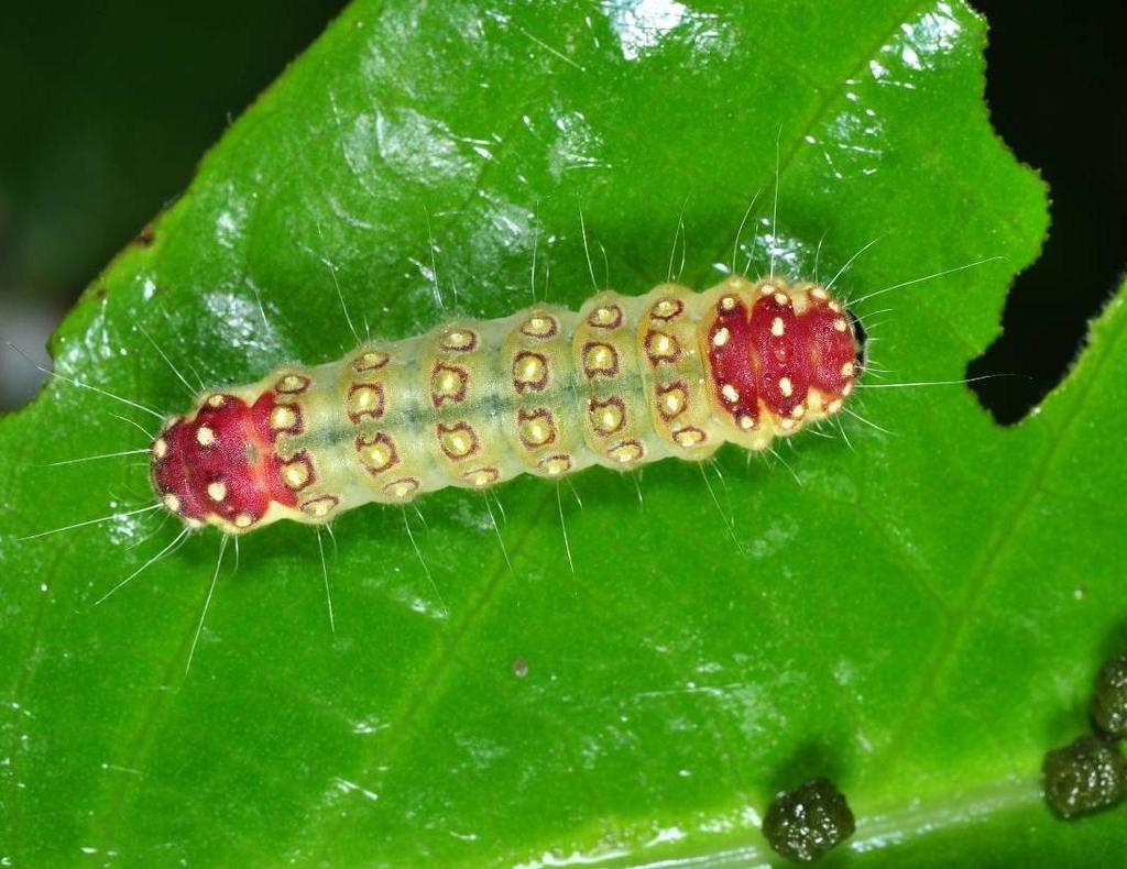 Leong: Final Instar Caterpillars of Cyclosia sordidus in Singapore Fig. 2. Dorsal view of final instar caterpillar (head towards right, as in Fig. 1).