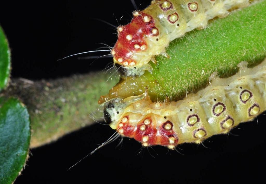 Leong: Final Instar Caterpillars of Cyclosia sordidus in Singapore Fig. 5.