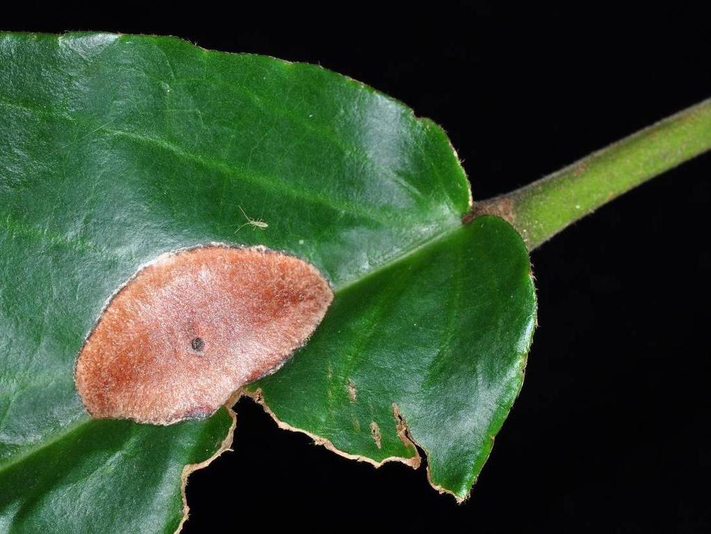 NATURE IN SINGAPORE 2012 Fig. 7. The earliest cocoon to be formed was completed by the evening of 16 Nov.2011. It was positioned along the mid vein of a leaf of its hostplant and measured 21 11 mm.
