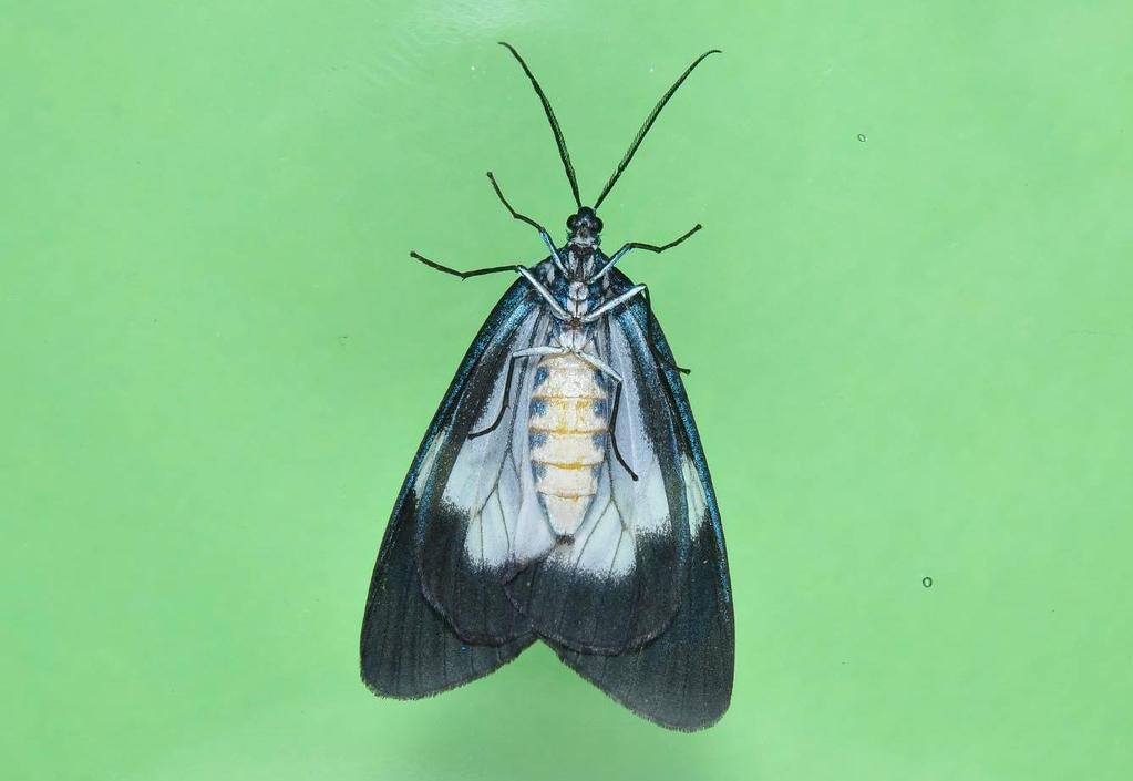 antennae (length: 10 mm) of female moth (as in Fig. 9).