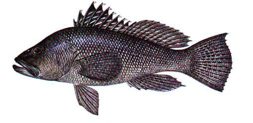 Snapper Grouper Fishery of the