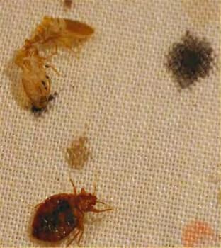 What to look for You will be inspecting for live or dead bed bugs, cast skins, eggs, and fecal stains or droppings. In a light infestation, there may be little to see.