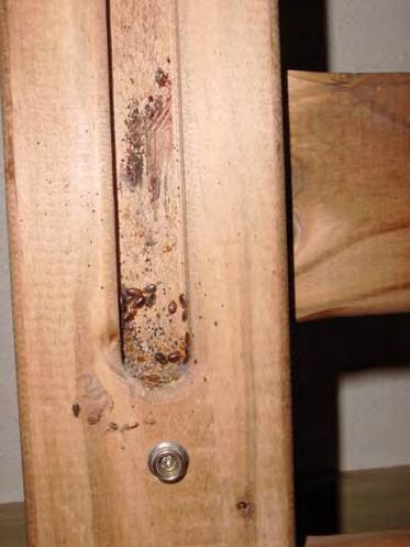 Check screw and nail holes for bed bugs. Take the bed apart to check between parts. Remove the head board from the bed and check for bed bugs along the joints and on the wall behind it.