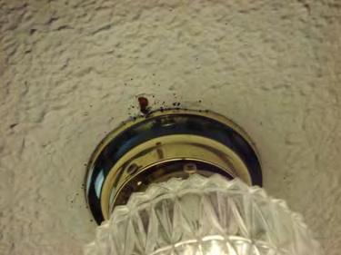 Ceiling light fixtures Smoke detectors Heating units Air conditioners and ducts Wheelchairs Signs of room-to-room spread Often, bed bugs infesting a room or unit will make their way to an adjacent